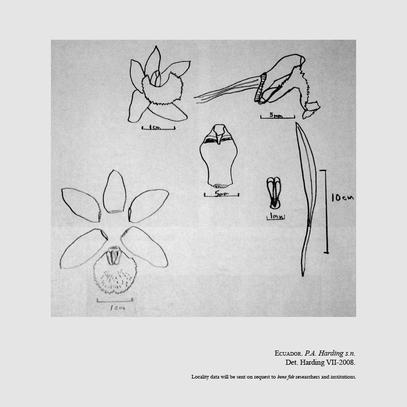 Kefersteinia pseudopelliata